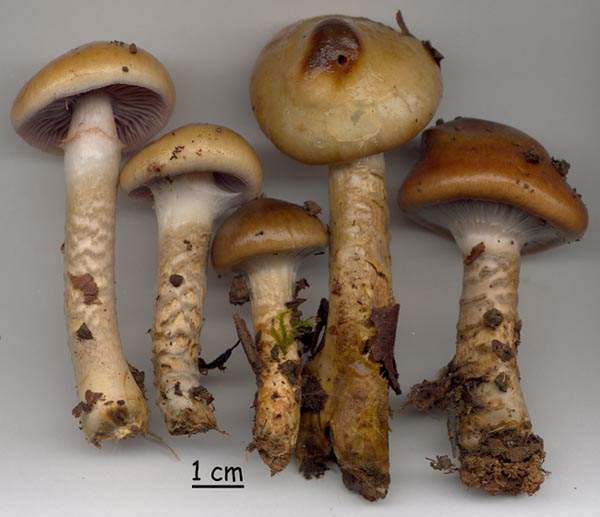 Cortinarius trivialis